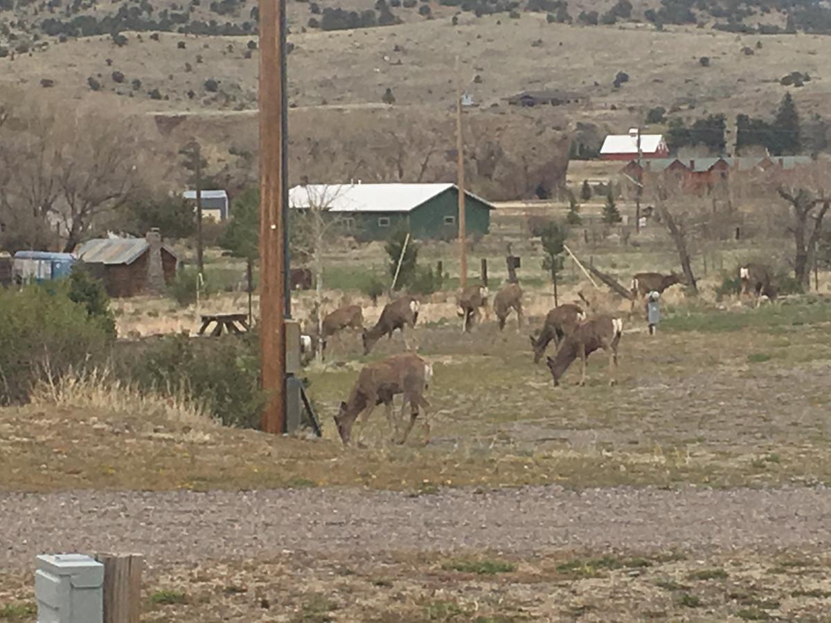 South Fork Lodge & Rv Park Colorado Exterior foto